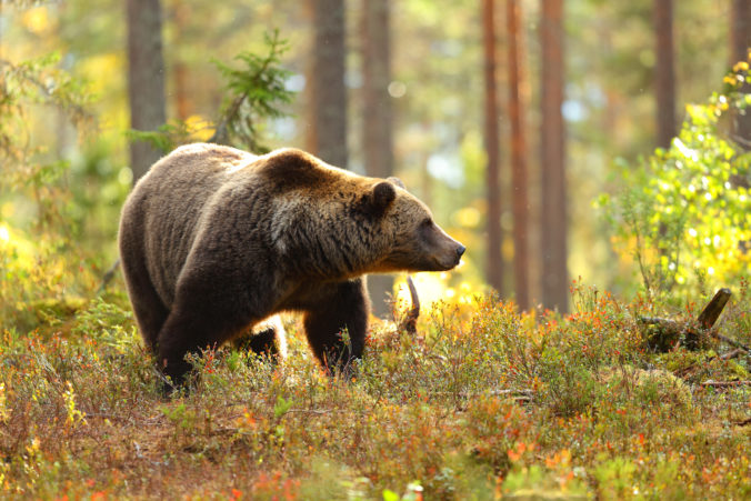 Brown bear in a forest looking at side