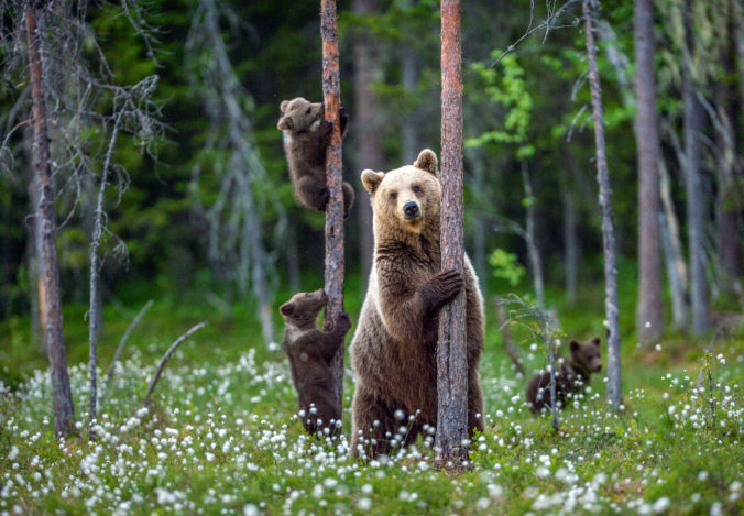 She bear and cubs.