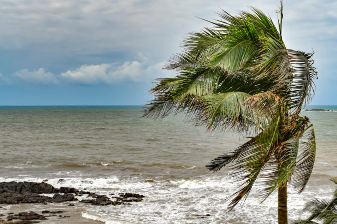 Palm tree leaves rustling in cyclonic winds in rough monsoon season with white clouds in blue sky and clear horizon, a picturesque view from the window side of sea view apartment of Goa, India