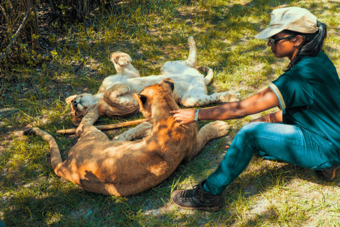 African woman sitting on the ground and playing with 8 month old junior lions (Panthera leo), Colin&#039;s Horseback Africa Lodge, Cullinan, South Africa