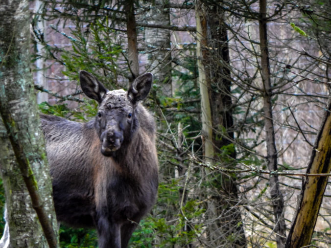 Wildlife parks in Makaryd, Sweden