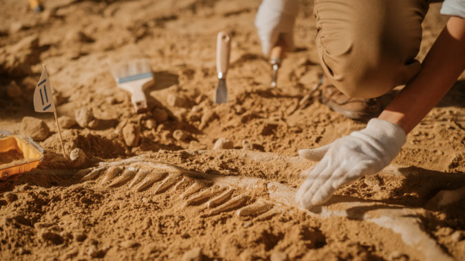 Portrait of Beautiful Paleontologist Cleaning Tyrannosaurus Dinosaur Skeleton with Brushes. Archeologists Discover Fossil Remains of New Predator Species. Archeological Excavation Digging Site