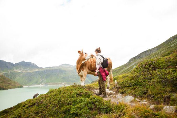 Woman stroking a cow, Alps, Tirol, Austria