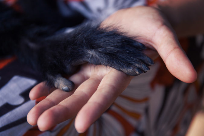 Friendship Between Human Monkey, Handshake. Protection of endangered animals.