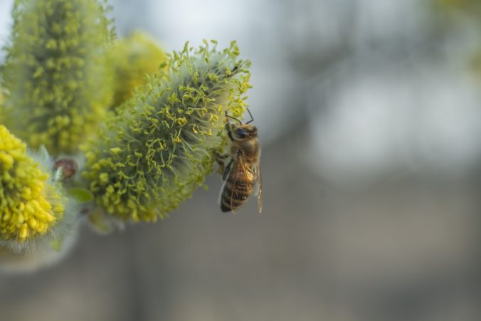 Včela na žltom kvete, včela v peľu a žltý kvet, jarný zber peľu na púpave