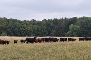 Skupina hovädzieho dobytka plemena Aberdeen Angus pasúca sa na pastvinách farmy.