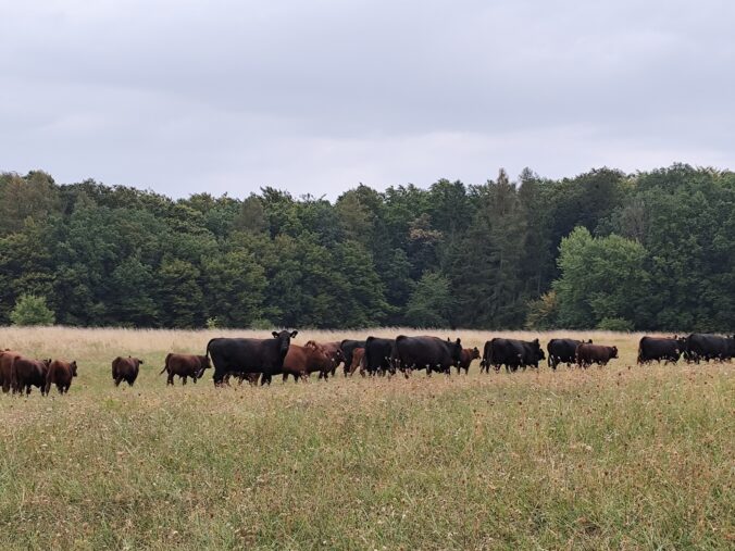 Skupina hovädzieho dobytka plemena Aberdeen Angus pasúca sa na pastvinách farmy.