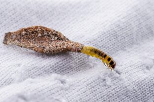 Larva mole šatníkovej