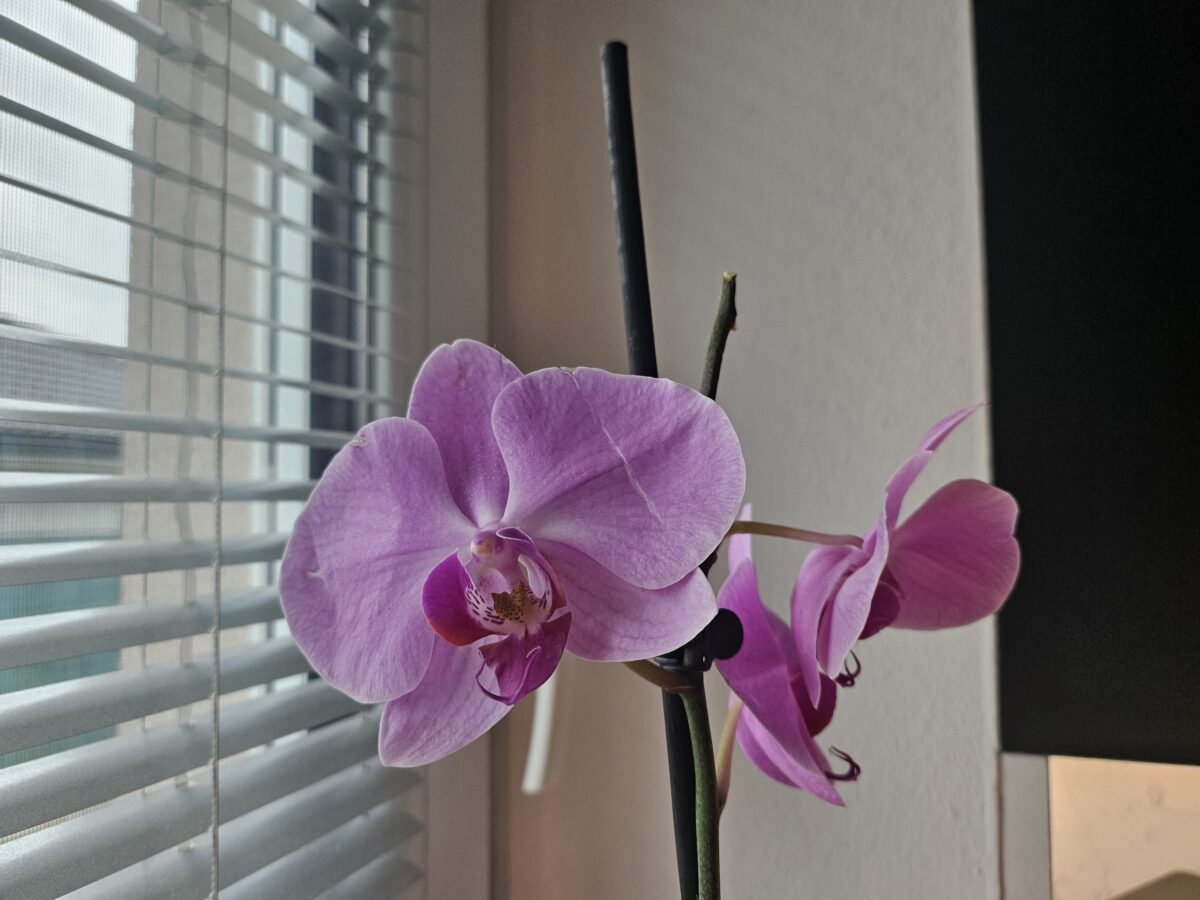 orchidea