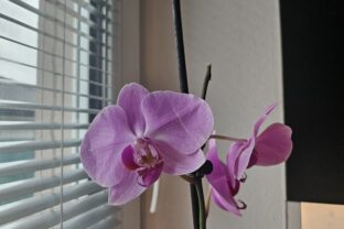 orchidea