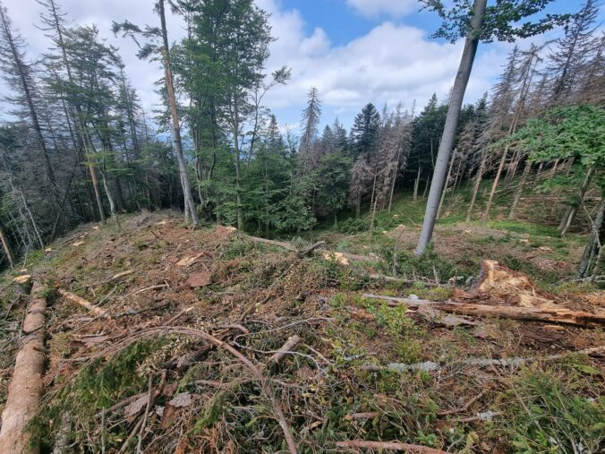 ťažba dreva, Malá Fatra