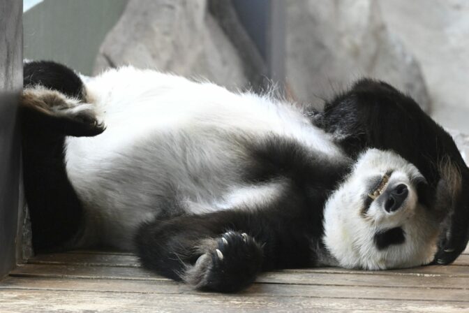 Panda vo fínskej zoo