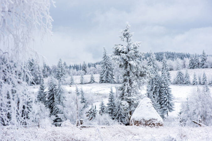 First snow in the forest