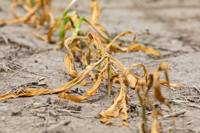 Corn plants wilting and dead in cornfield. Herbicide damage, drought and hot weather concept