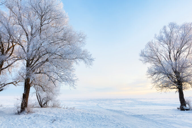 Winter beautiful landscape with trees covered with hoarfrost.