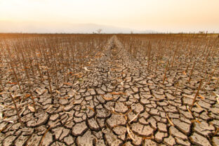 Drought impact on agriculture