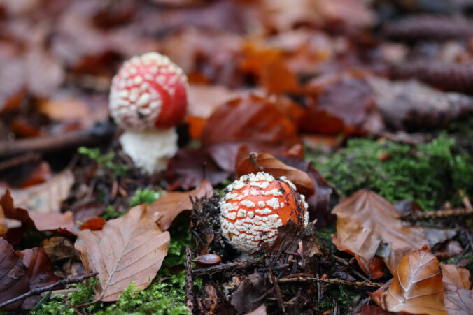 Amanita muscaria