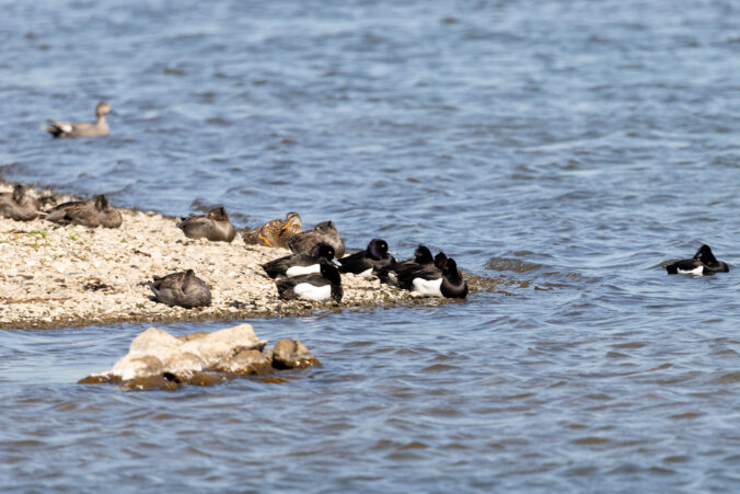 Various ducks resting area in the lake