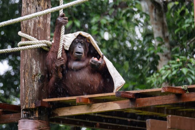 Ako sa v ZOO pripravujú na ničivé hurikány a chránia svojich obyvateľov