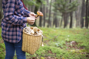 Mushroom picking