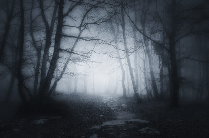 Path in dark and scary forest