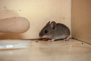 House,Mouse,In,The,Corner,Of,The,Cupboard.,Variation,1