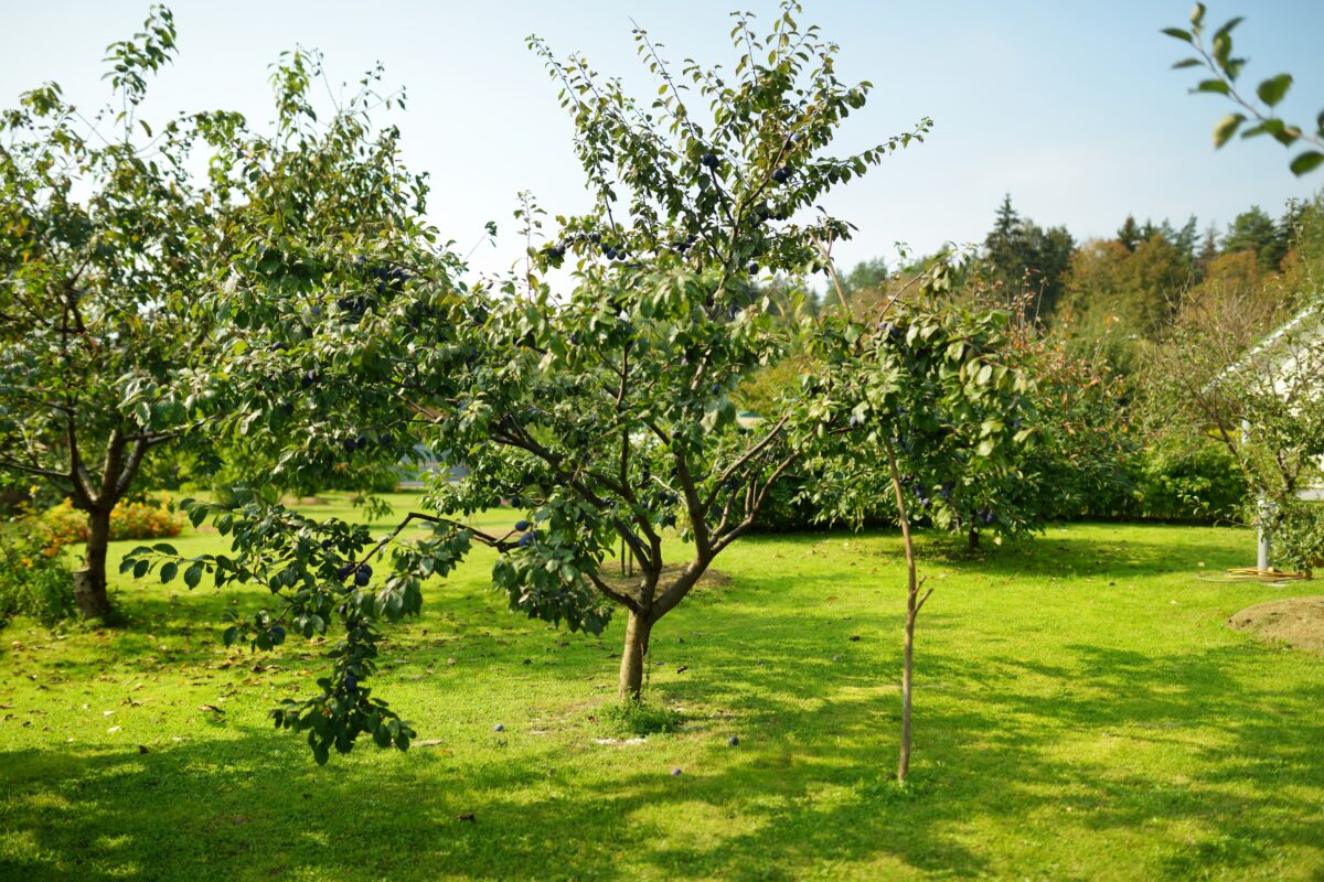 strom na záhrade