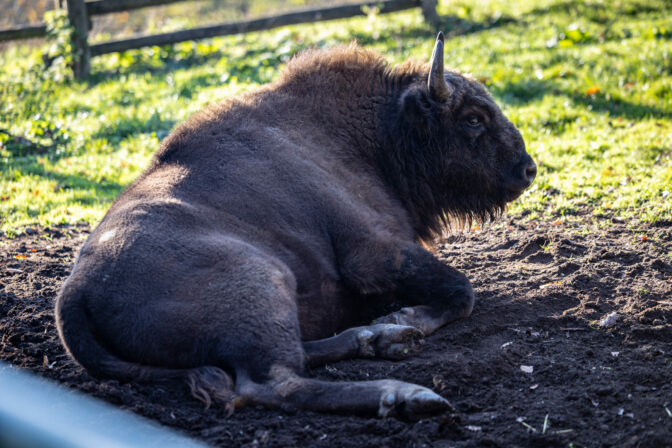 ZOO: Komentované kŕmenie zubrov a vlkov