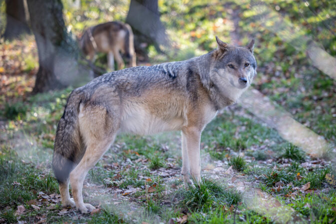 ZOO: Komentované kŕmenie zubrov a vlkov