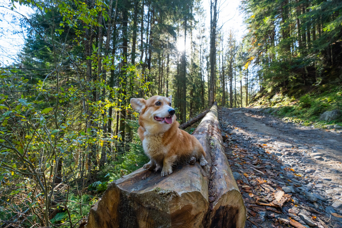 Welsh Corgi Pembroke