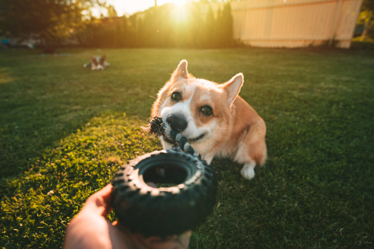 Welsh Corgi Pembroke