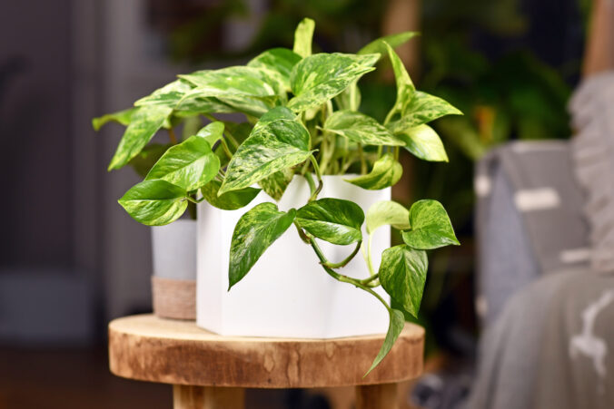 Tropical &#039;Epipremnum Aureum Marble Queen&#039; pothos houseplant in flower pot