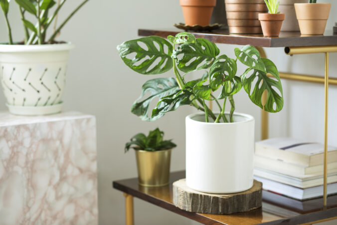 The modern room interior with a lot of different plants in design pots on the brown vintage shelf. Home interior of nature lover.