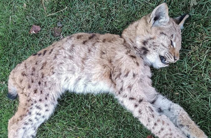 Muž z Gerlachova našiel rysíča zamotané v kríkoch, prevoz k veterinárovi však neprežilo (foto)