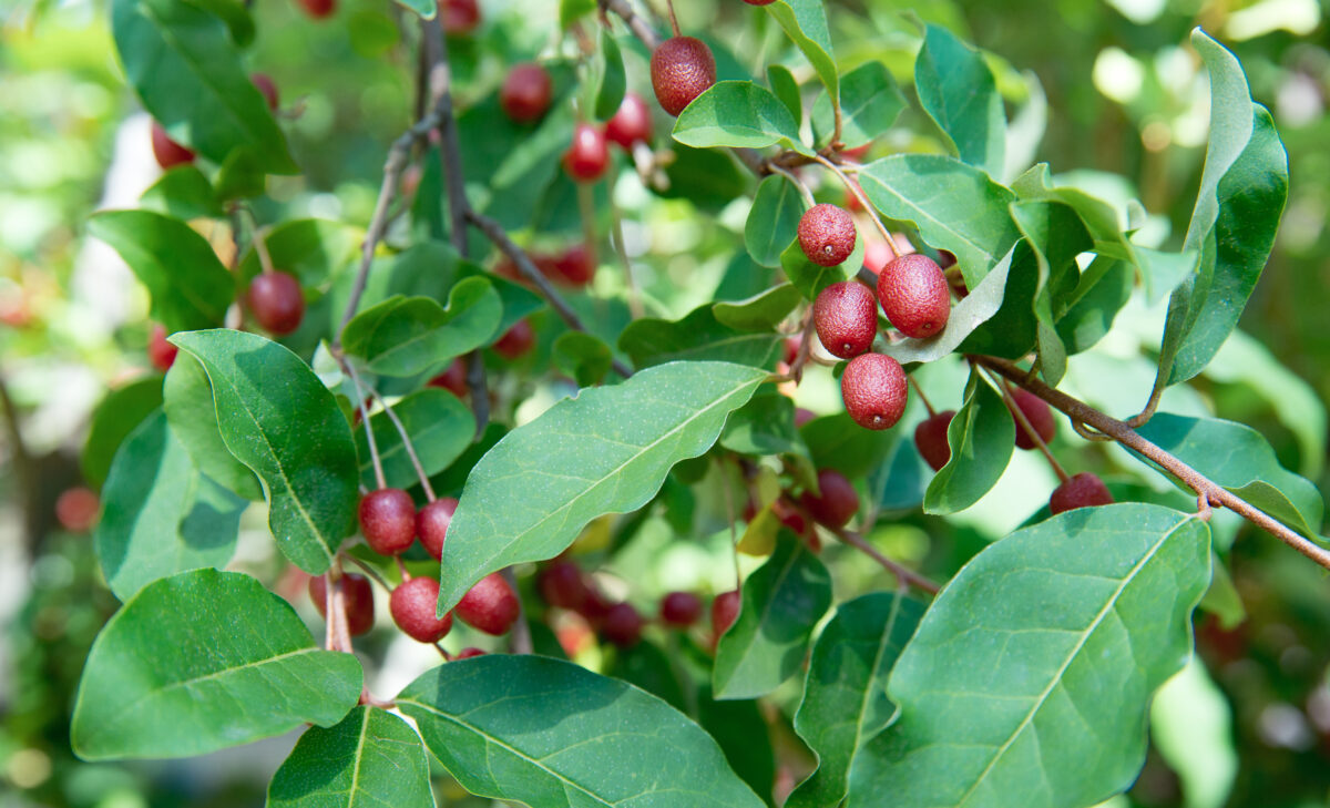 Hlošina mnohokvetá (Elaeagnus multiflora)