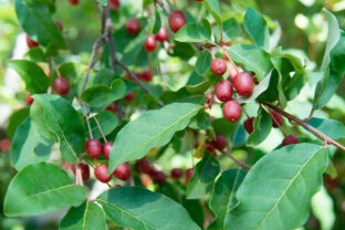 Hlošina mnohokvetá (Elaeagnus multiflora)