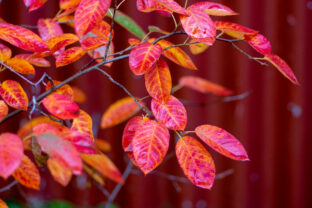 Amelanchier