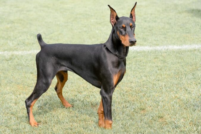 Doberman