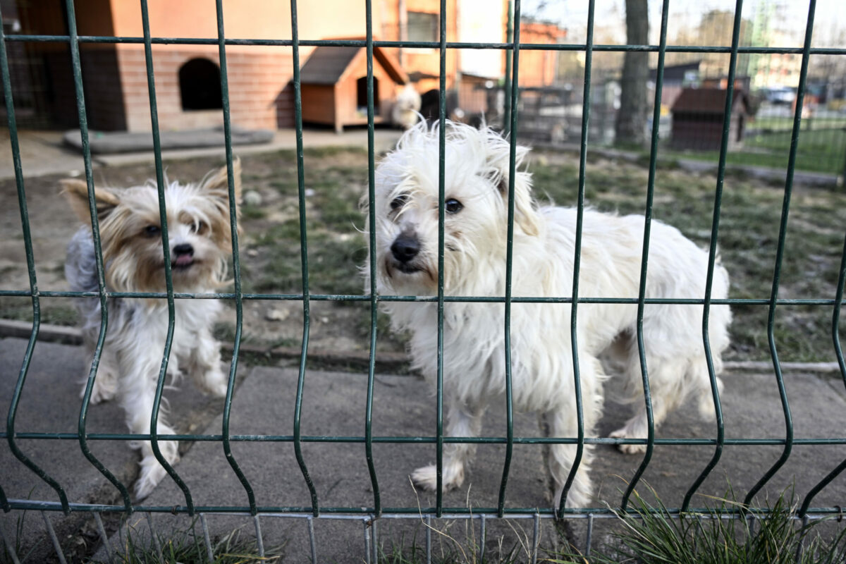 BRATISLAVA: Venčenie psov v Slobode zvierat