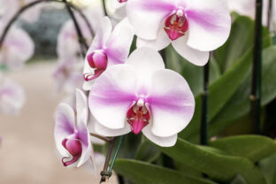 orchidea