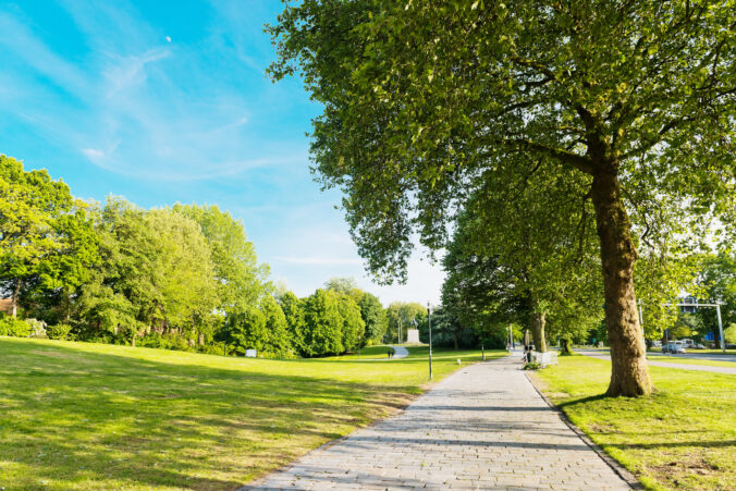 Summer in the park trees alley