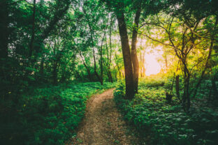 Greenwood Path Going To Sunset Through Growth Of Small Flowered Touch Me Not, Impatiens Parviflora