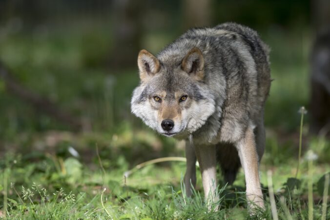 Grey wolf