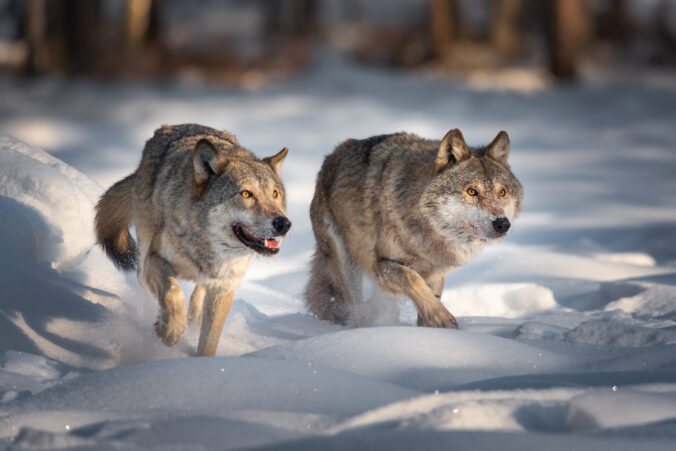 Two Running Grey Wolves On Fresh Snow. Pair Of European Wolfs. Wolf Grin. Wolves With Burning Eyes Follow The Trail Of Their Prey.Common Wolf In Search Of A Victim. Little Red Riding Hood