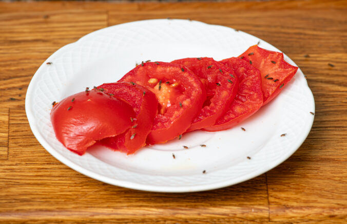 Lot of fruit flies Drosophila melanogaster eating of slices of tomatoes in home kitchen.