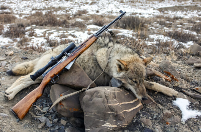 Problematic aggressive gray wolf and small arms with optics on rocks in the mountains after shooting.