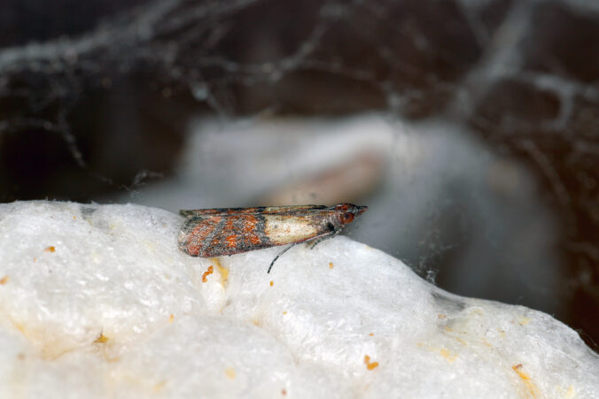 Indian meal moth (Plodia interpunctella), adult.