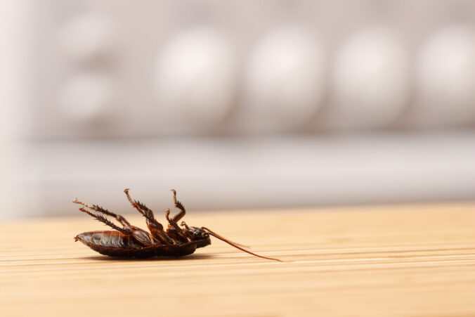 Dead cockroaches in an apartment kitchen