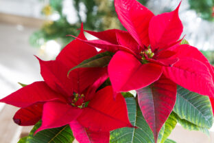 Vianočná ruža. Detail krásnej červenej Vianočnej ruže (Poinsettie) so zelenými listami, ideálna ako vianočná dekorácia.