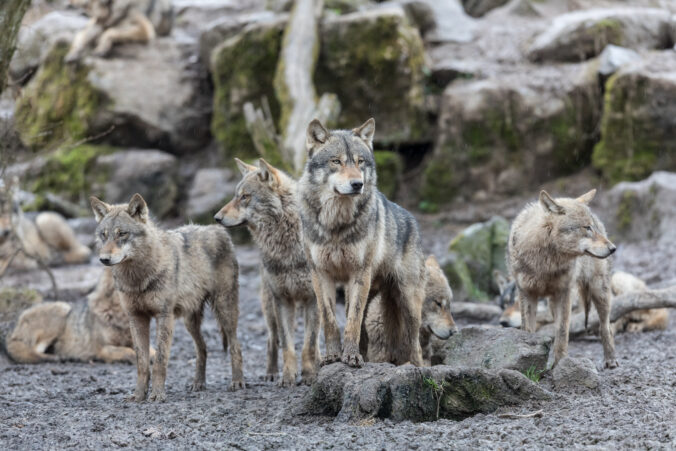 Loup gris - Grey wolf